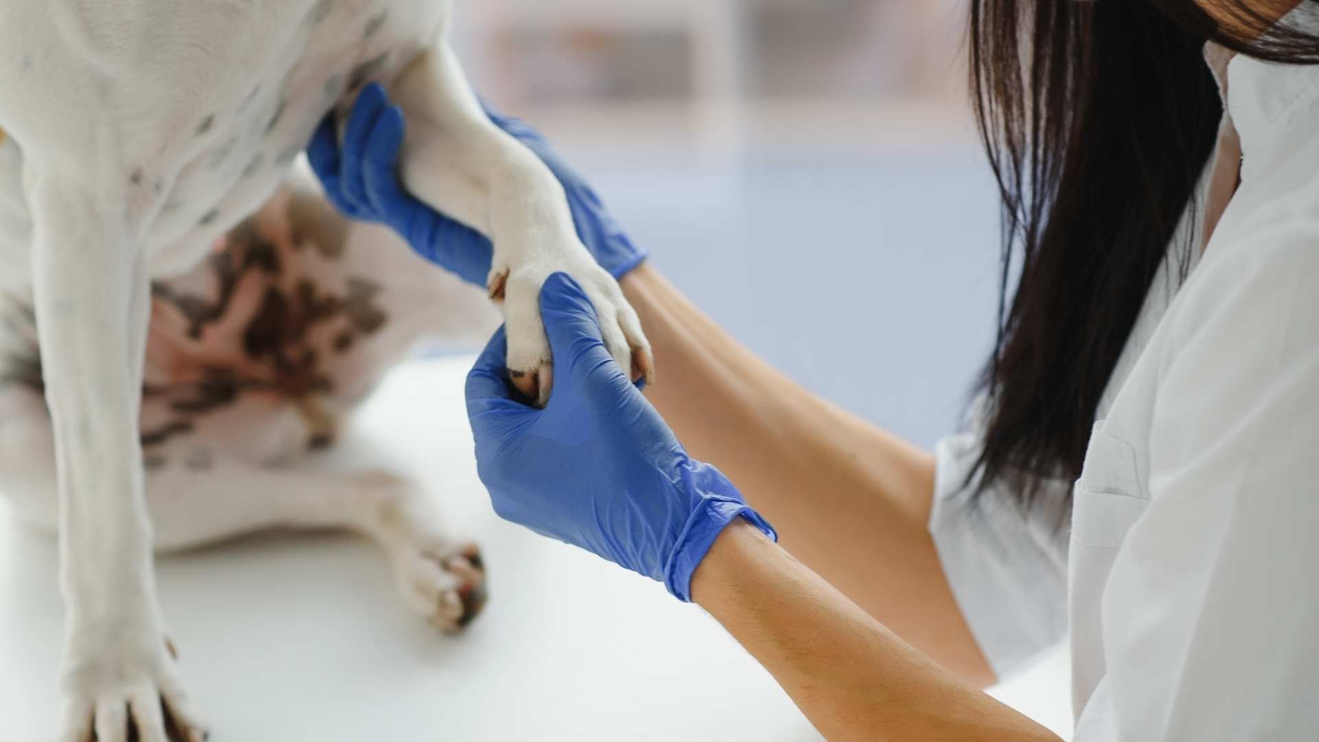 Revisión veterinaria de pododermatitis